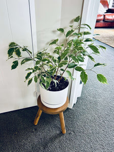 Variegated Ficus Benjamina