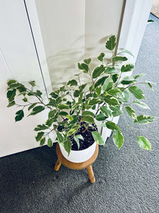 Variegated Ficus Benjamina