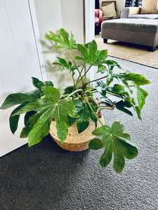 Fatsia Japonica in Rope Basket
