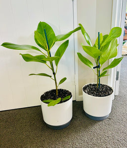 Potted Ficus Yellow Gem