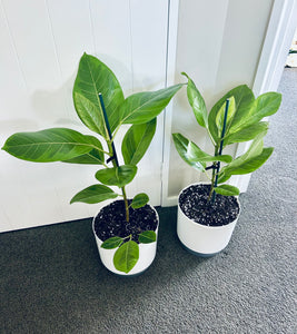 Potted Ficus Yellow Gem