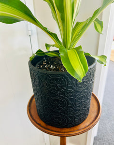 Dracaena Goldcord with Black Lace Cover Pot
