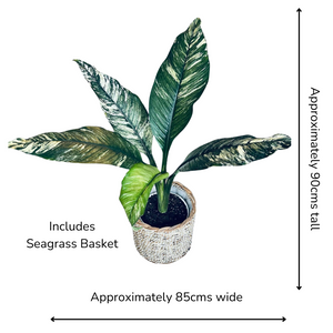 variegated sensation peace lily in seagrass basket
