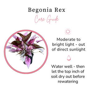 Begonia Rex