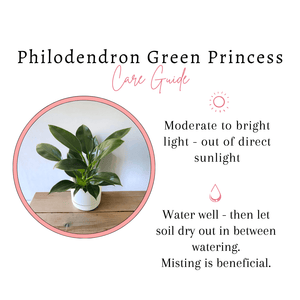 Philodendron Green Princess Care Guide