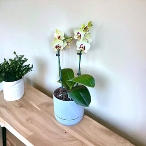 Potted Phalaenopsis Orchid Mini