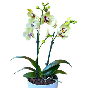 Potted Phalaenopsis Orchid Mini