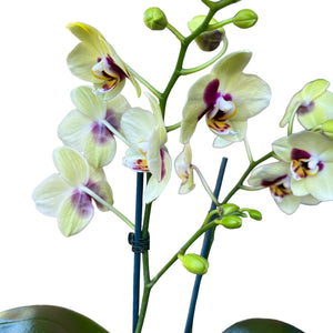 Potted Phalaenopsis Orchid Mini