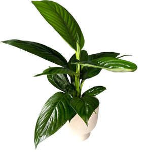 mojo peace lily Peace Lily Mojo – The Lily Pot