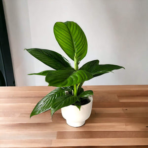 mojo peace lily Peace Lily Mojo – The Lily Pot