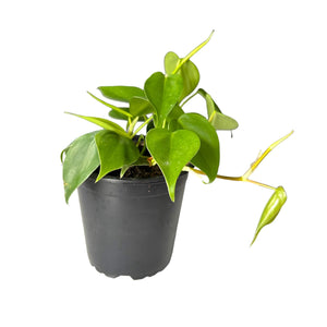 philodendron Heartleaf trailing plant