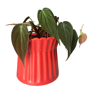 contemporary plant cover pot