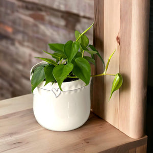 Philodendron Heartleaf in white pot