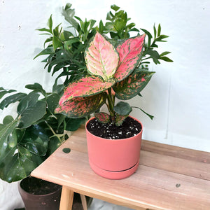 Aglaonema Red Valentine in self-watering pot