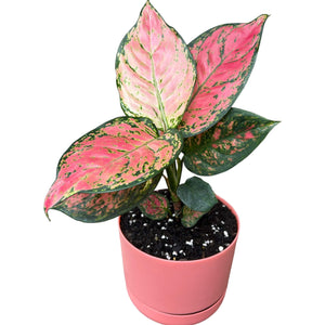 Aglaonema Red Valentine in self-watering pot