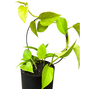 neon pothos in self watering pot with climbing frame