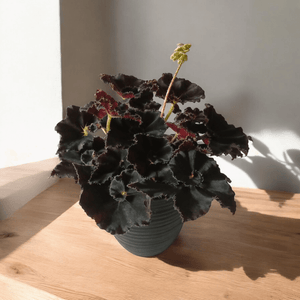 Begonia Black Mamba