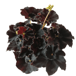 Begonia Black Mamba