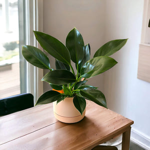 Philodendron Green Princess in apricot self-watering pot