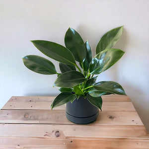 Philodendron Green Princess in black self-watering pot