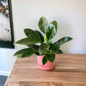 Philodendron Green Princess in pink self-watering pot