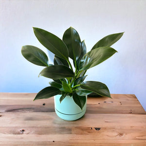 Philodendron Green Princess in mint green self-watering pot