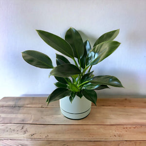 Philodendron Green Princess in pistachio self-watering pot