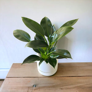 Philodendron Green Princess in white self-watering pot
