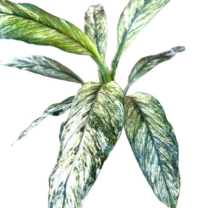 variegated peace lily