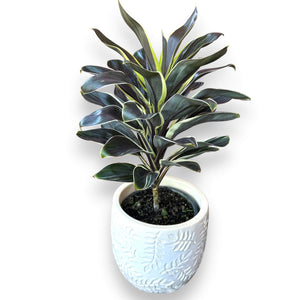 dracaena coffee compacta