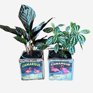 Flaminbo plant pots