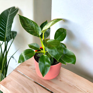 philodendron birkin in self-watering pot 