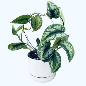 satin pothos with climbing frame in self-watering pot