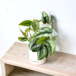 satin pothos with climbing frame in self-watering pot