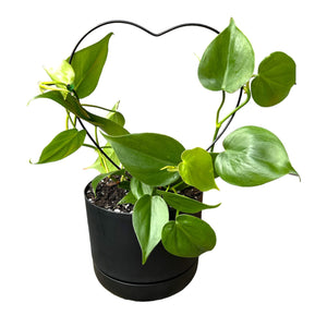 philodendron heartleaf in self-watering pot with climbing frame