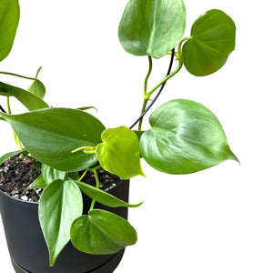 philodendron heartleaf in self-watering pot with climbing frame