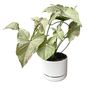 Syngonium Confetti in self-watering pot with climbing frame 