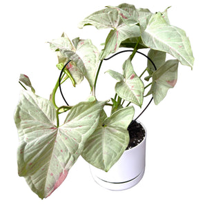 Syngonium Confetti in self-watering pot with climbing frame 