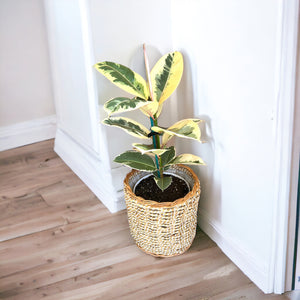 Ficus Tineke in Self-Watering Pot with Seagrass Basket