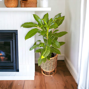 umbrella tree in self-watering pot with seagrass plant stand