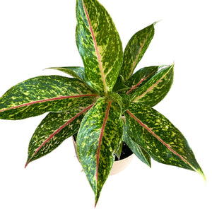 Aglaonema Night Sparkle in Self-Watering Pot