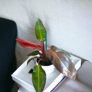 Philodendron Sun Red in Self-Watering Pot