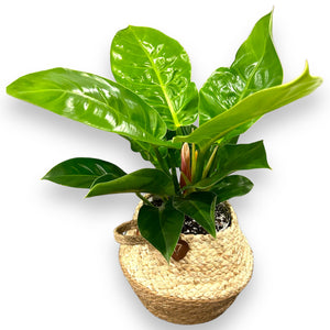 Philodendron Imperial Golden in self-watering pot with jute basket