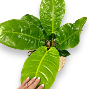 Philodendron Imperial Golden in self-watering pot with jute basket