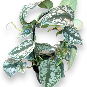 satin pothos plant with hoop climbing frame