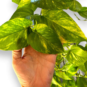 Golden Pothos in self-watering pot with plant stand