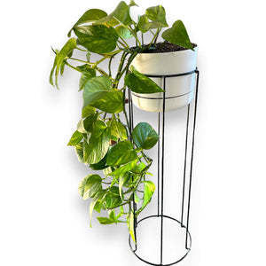 Golden Pothos in self-watering pot with plant stand
