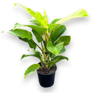 golden imperial philodendron Philodendron Imperial Golden in Nursery Pot – The Lily Pot
