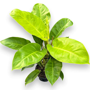 Philodendron Imperial Golden