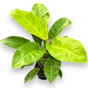 golden imperial philodendron Philodendron Imperial Golden in Nursery Pot – The Lily Pot